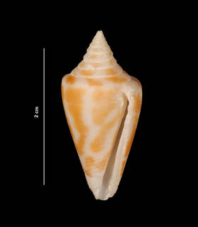 To NMNH Extant Collection (Conus floridanus Gabb, 1868 (USNM 834434) ventral view)