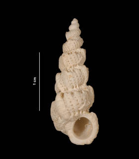 To NMNH Extant Collection (Cirostrema dalli Rehder, 1945 (USNM 834680) ventral view)