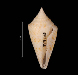 To NMNH Extant Collection (Conus delessertii Recluz, 1843 (USNM 843233) ventral view)