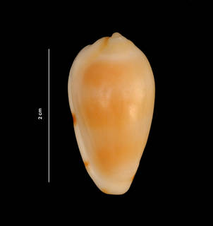 To NMNH Extant Collection (Prunum roosevelti Bartsch & Rehder, 1939 (USNM 843305) dorsal view)