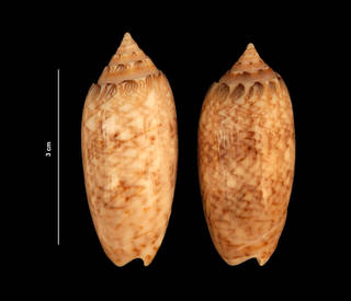 To NMNH Extant Collection (Oliva sayana Ravenel, 1834 (USNM 843328) dorsal view)