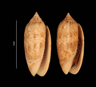 To NMNH Extant Collection (Oliva sayana Ravenel, 1834 (USNM 843328) ventral view)