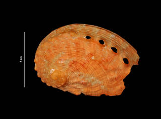 To NMNH Extant Collection (Haliotus pourtalesii Dall, 1881 (USNM 856447) dorsal view)