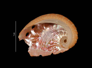 To NMNH Extant Collection (Haliotus pourtalesii Dall, 1881 (USNM 856447) ventral view)