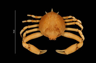 To NMNH Extant Collection (Persephona mediterranea (Herbst) (USNM 174249) dorsal view)