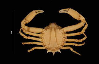 To NMNH Extant Collection (Persephona mediterranea (Herbst) (USNM 174249) ventral view)