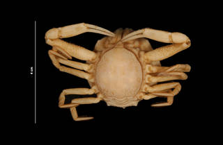 To NMNH Extant Collection (Persephona crinita Rathbun (USNM 187033) ventral view)