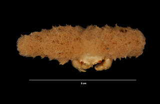 To NMNH Extant Collection (Dromidia antillensis Stimpson, 1858 (USNM 273108) dorsal view)