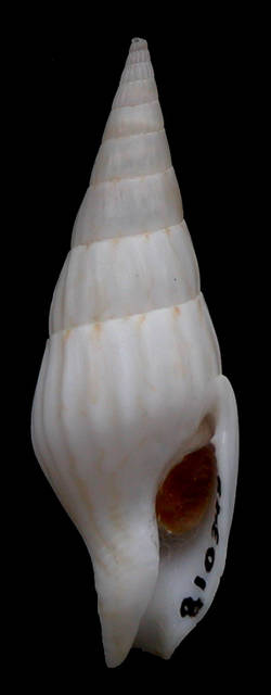 To NMNH Extant Collection (Strombina (Cotonopsis) argentea Houbrick, 1983 Holotype Ventral)