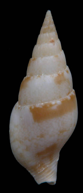 To NMNH Extant Collection (Strombina (Cotonpsis) lindae Petuch, 1988 Holotype Dorsal)