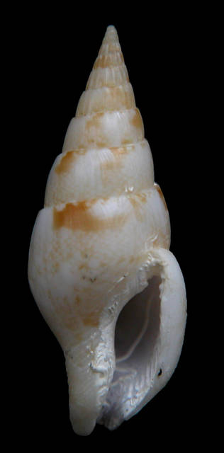 To NMNH Extant Collection (Strombina (Cotonpsis) lindae Petuch, 1988 Holotype Ventral)