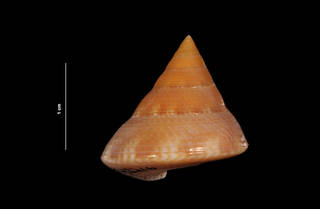 To NMNH Extant Collection (Calliostoma marionae Dall, 1906 (USNM 843216) dorsal view)