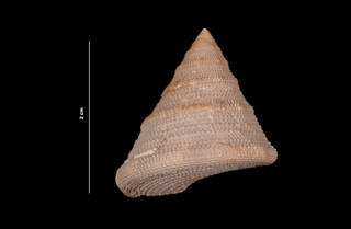To NMNH Extant Collection (Calliostoma javanicum Lamarck, 1822 (USNM 843447) dorsal view)