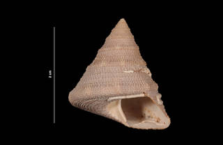 To NMNH Extant Collection (Calliostoma javanicum Lamarck, 1822 (USNM 843447) ventral view)