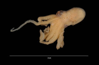 To NMNH Extant Collection (Octopus vulgaris Cuvier, 1797 (USNM 856584) left lateral view)