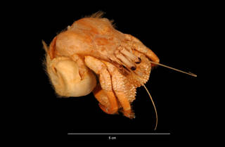 To NMNH Extant Collection (Petrochirus diogenes (Linnaeus) (USNM 187080) dorsal view)