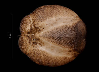 To NMNH Extant Collection (Brissopsis mediterranea Mortensen (USNM E41438) ventral view)