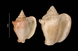To NMNH Extant Collection (Strombus costatus Gmelin, 1791 (USNM 834626) ventral view)