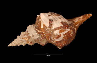 To NMNH Extant Collection (Pleuroploca gigantea (Kiener, 1840) (USNM 855945) dorsal view)
