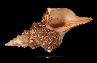 To NMNH Extant Collection (Pleuroploca gigantea (Kiener, 1840) (USNM 855945) ventral view)