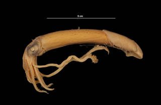 To NMNH Extant Collection (Loligo pealeii Lesueur, 1821 (USNM 730070) left lateral view)