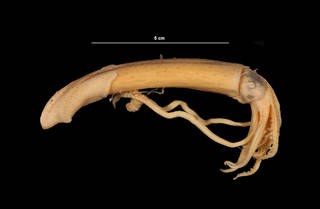 To NMNH Extant Collection (Loligo pealeii Lesueur, 1821 (USNM 730070) right lateral view)
