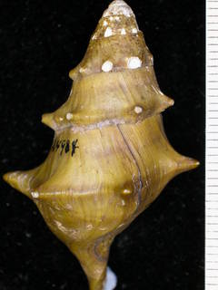 To NMNH Extant Collection (IZ MOL 424984 Dorsal)