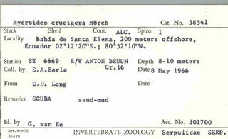 To NMNH Extant Collection (WRM USNM 58541 Hydroides crucigera - Card.)
