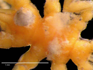 To NMNH Extant Collection (iz crt 234603 Austrodecus crenatum trunk dorsal)