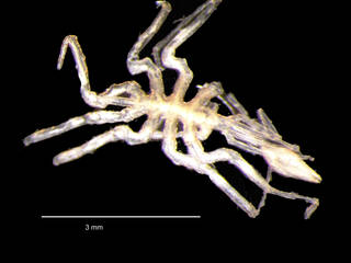 To NMNH Extant Collection (iz crt 233606 Eurycyde antarctica whole specimen dorsal)