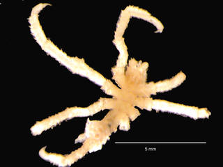 To NMNH Extant Collection (iz crt 87608 Boehmia dubia whole specimen)