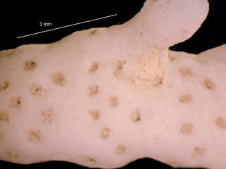 To NMNH Extant Collection (iz bry 11236 Cellarinella njegovanae colony autozooids 12x)