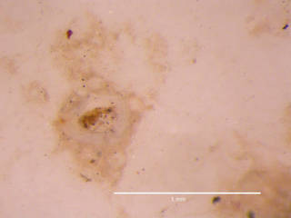 To NMNH Extant Collection (iz bry 11236 Cellarinella njegovanae colony autozooids 25x)
