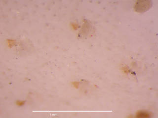 To NMNH Extant Collection (iz bry 11228 Cellarinella margueritae colony autozooids 25x)