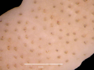 To NMNH Extant Collection (iz bry 21071 Cellarinella terminata colony autozooids 6x)