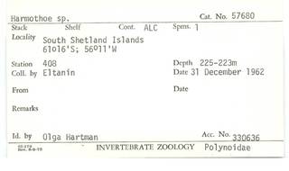 To NMNH Extant Collection (WRM USNM 57680 Harmothoe sp. Card.)