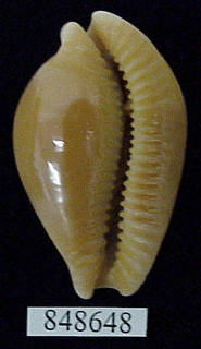 To NMNH Extant Collection (IZ MOL 848648 Shell Image 2)