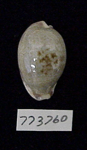 To NMNH Extant Collection (IZ MOL 773760 Shell image1)