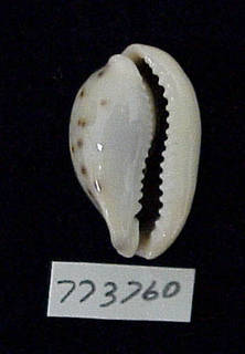 To NMNH Extant Collection (IZ MOL 773760 Shell image2)