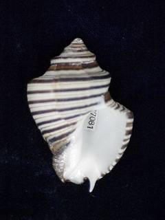 To NMNH Extant Collection (IZ MOL 877081 Ventral)