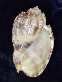To NMNH Extant Collection (IZ MOL 877149 Ventral)