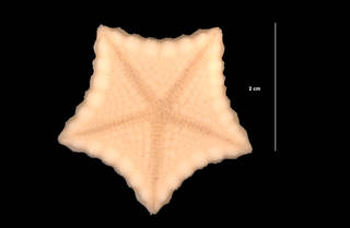 To NMNH Extant Collection (Tosia parva (Perrier) (USNM E40974) oral view)