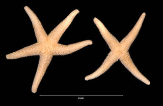 To NMNH Extant Collection (Asterias sp. (USNM E50731) aboral view)
