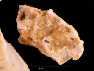 To NMNH Extant Collection (iz crt 125218 Cryptophialus tomlinsoni fragment a at 6x)