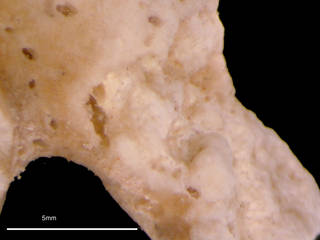 To NMNH Extant Collection (iz crt 125218 Cryptophialus tomlinsoni fragment b at 6x)