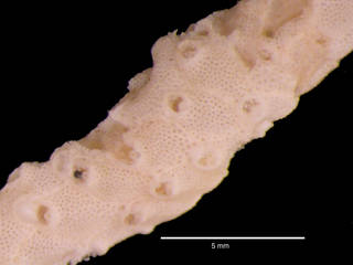 To NMNH Extant Collection (iz bry 11314 Smittina excertaviculata colony autozooids 6x)