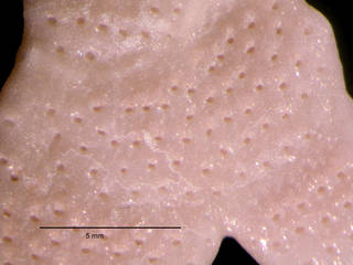 To NMNH Extant Collection (iz bry 11231 Cellarinella nutti colony autozooids 6x)
