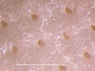 To NMNH Extant Collection (iz bry 11231 Cellarinella nutti colony autozooids 25x)