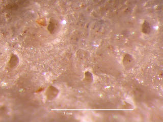 To NMNH Extant Collection (iz bry 11230 Cellarinella rossi colony autozooids 25x)