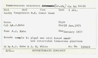 To NMNH Extant Collection (WRM USNM 54416 Nematonereis unicornis Card.)